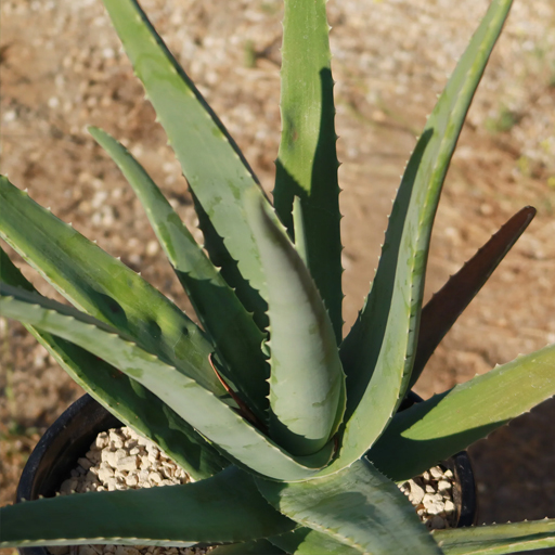 Aloe Vera