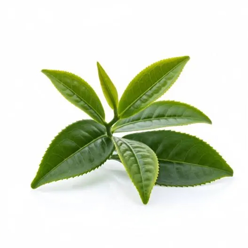 Árbol del té