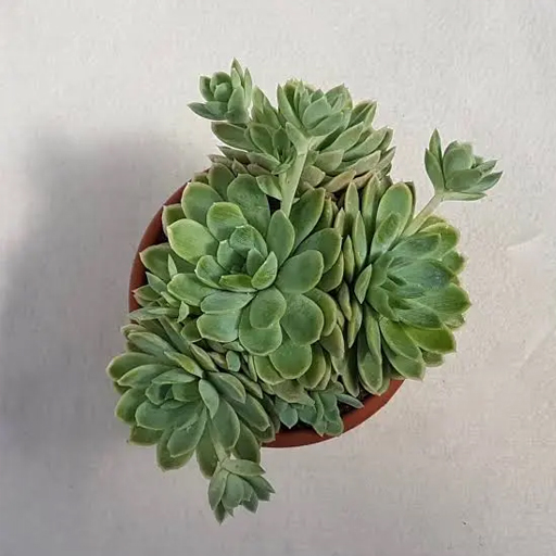 Echeveria — El Alquimista Verde