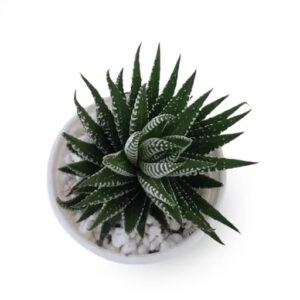Haworthia — El Alquimista Verde