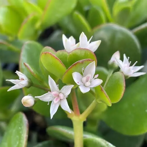 Jade — El Alquimista Verde