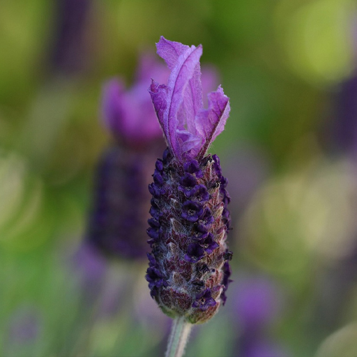 Lavanda de mariposa