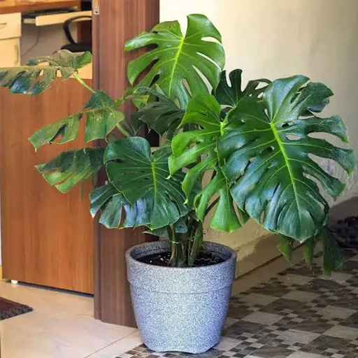 Monstera