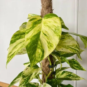 Pothos — El Alquimista Verde