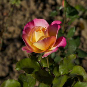 Rosa — El Alquimista Verde