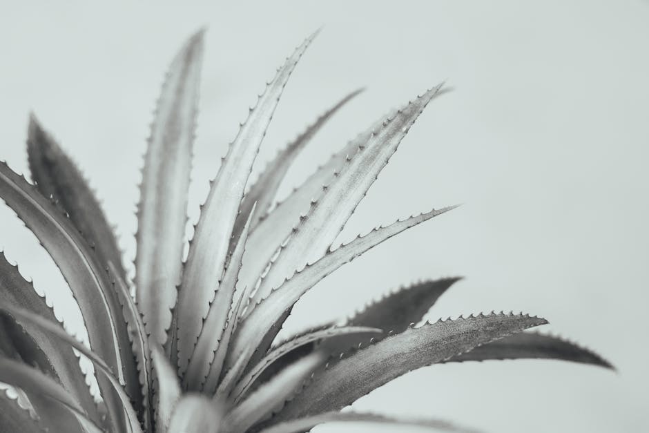 aloe vera plant - DI LAI