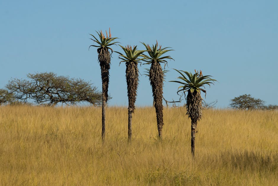 Aloe vera plant - Charmain Jansen van Rensburg