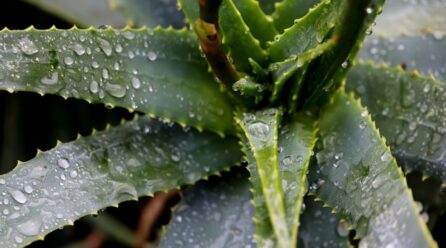 Cultiva aloe vera en tu jardín