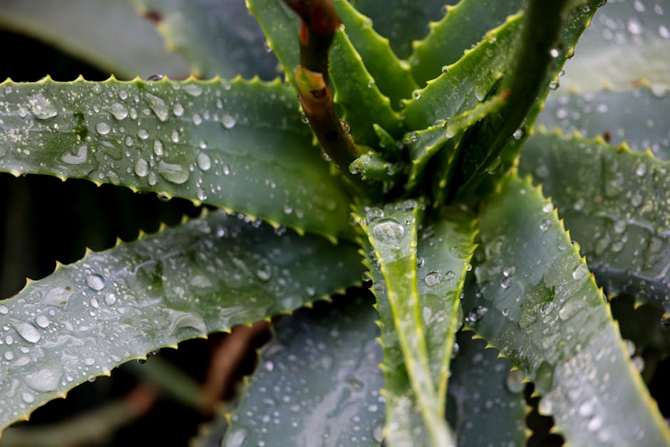 Cultiva aloe vera en tu jardín