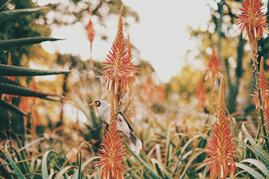 Aloe vera plant - Valeriia Miller