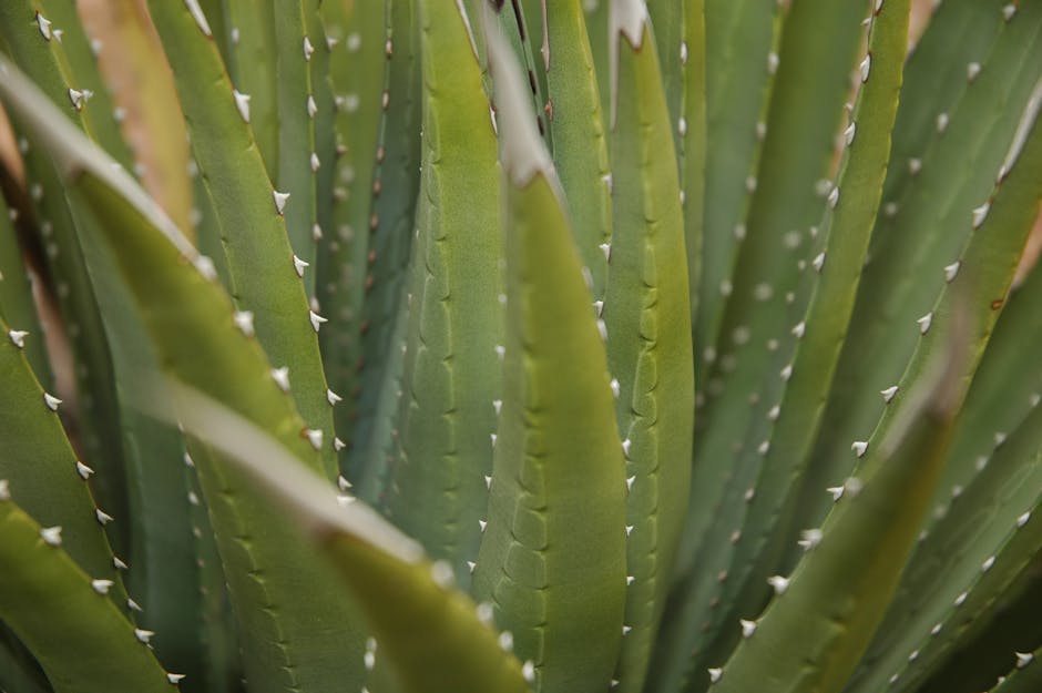 aloe vera plant - Fredric Lee Phillips