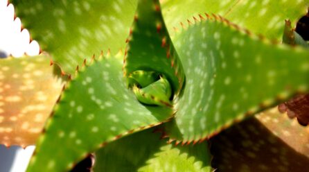 El poder sanador del aloe vera