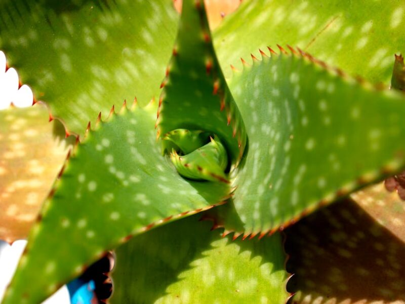 El poder sanador del aloe vera