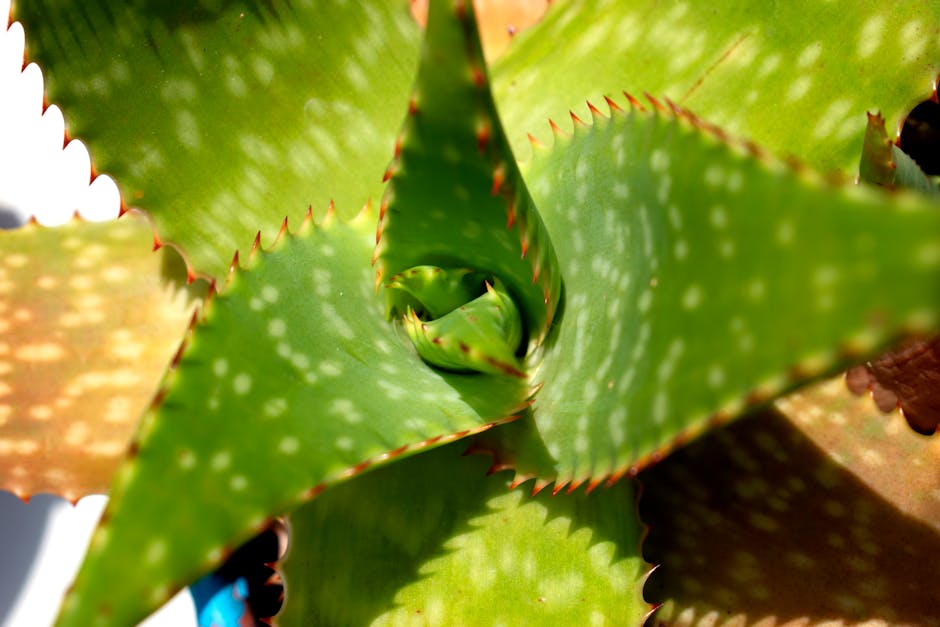 El poder sanador del aloe vera