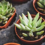 La planta que suaviza tu piel naturalmente Aloe vera plant - Tharatip Sukee