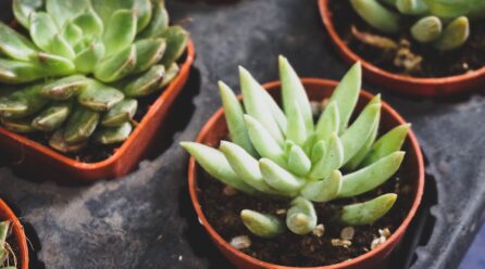 La planta que suaviza tu piel naturalmente
