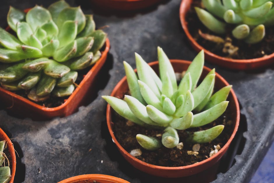 La planta que suaviza tu piel naturalmente