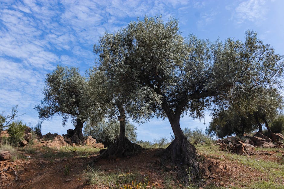argan tree oil - Alex Blokstra