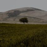 argan tree oil - Fatih PAÇ