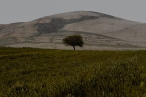 3 propiedades del aceite de argán