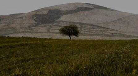 3 propiedades del aceite de argán
