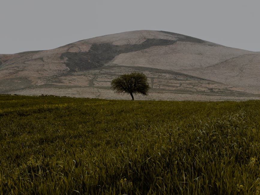 3 propiedades del aceite de argán