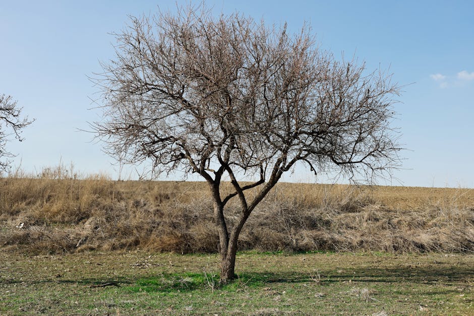 argan tree oil - Esra Korkmaz