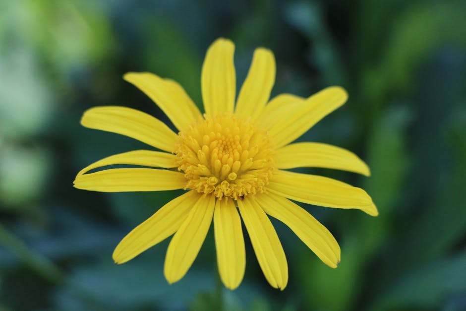Arnica herb plant - David Chuckles