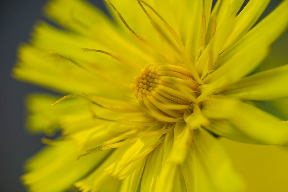 Arnica herb plant - Bejan Adrian