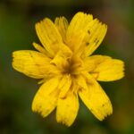 Arnica herb plant - Vladimir Srajber