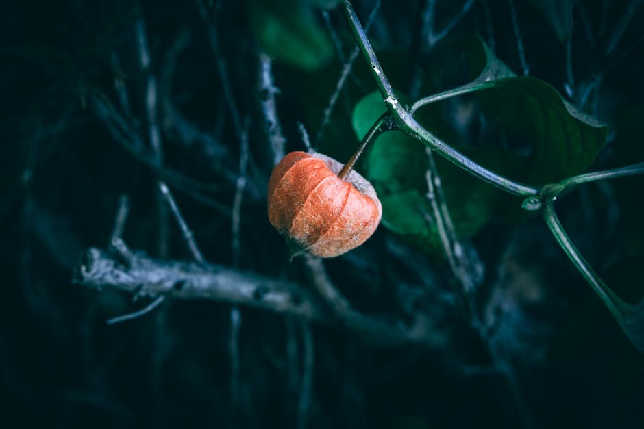 ashwagandha root herb - Wyxina Tresse