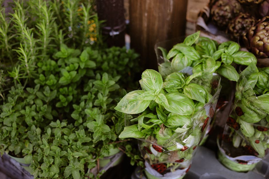 Calming herb plant - Nati
