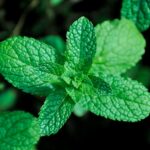 Calming herb plant - Magdalena Nowak