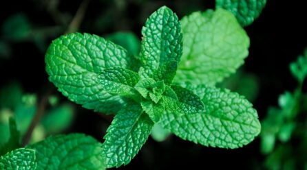 Aprende a cultivar hierbas calmantes