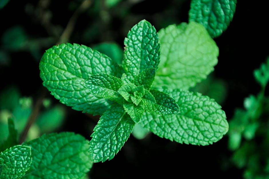 Calming herb plant - Magdalena Nowak
