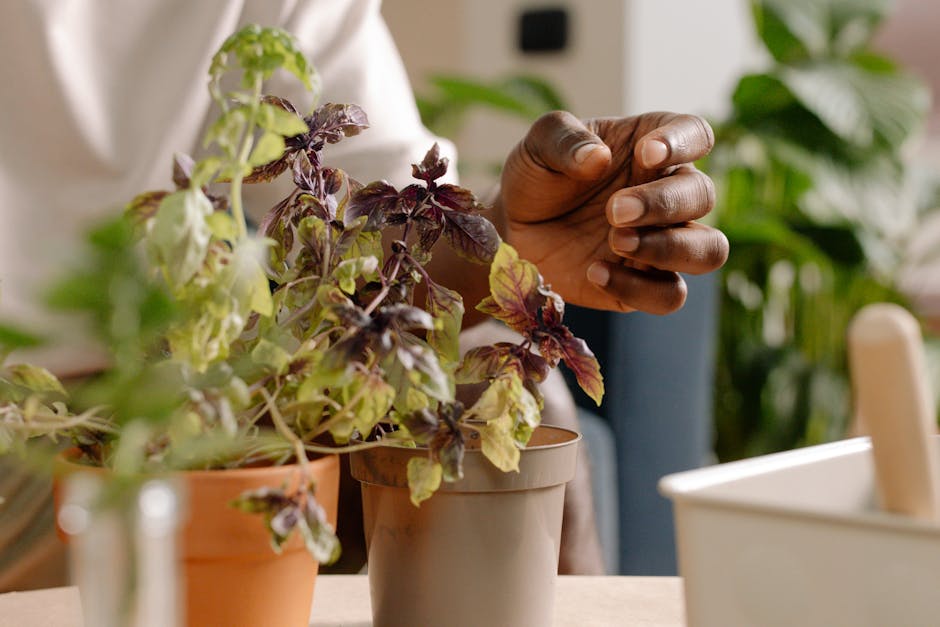 Calming herb plant - cottonbro studio