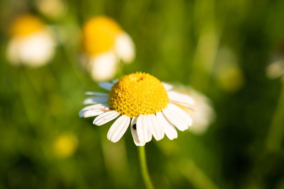 chamomile flower plant - Nikolett Emmert