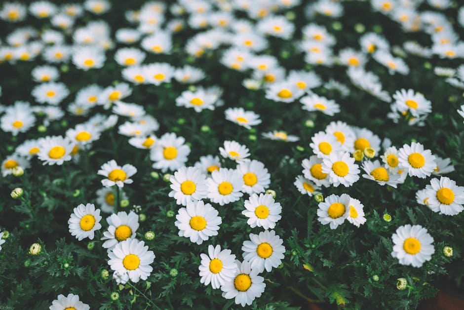 chamomile flower plant - Cz Jen