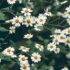 chamomile flower plant - Recep ÇELİK