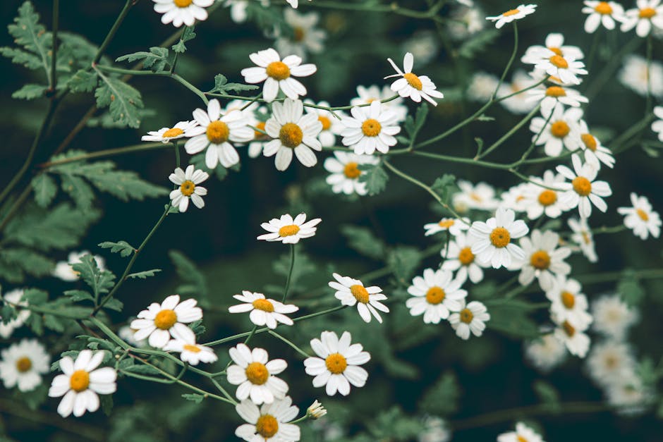¿Qué hace el té de manzanilla para la piel?