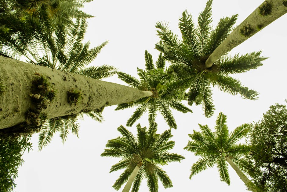 coco tree plant - Cleantho Albuquerque