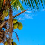 coco tree plant - Francesco Ungaro