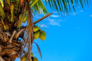 5 beneficios del aceite de coco