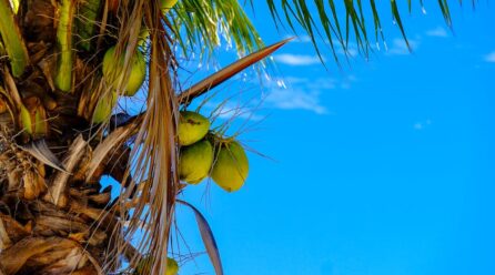 5 beneficios del aceite de coco