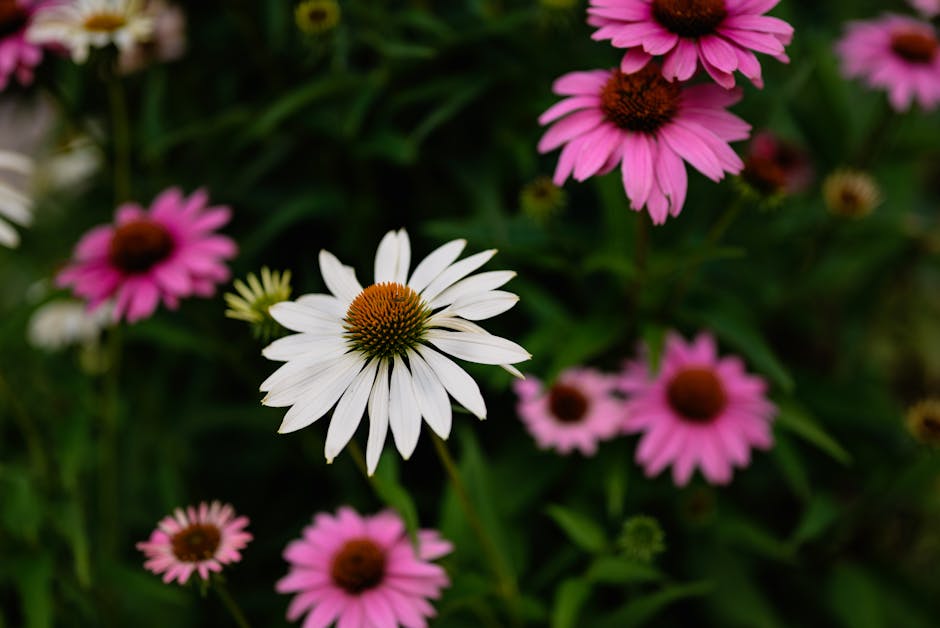 Echinacea flower plant - Chris F