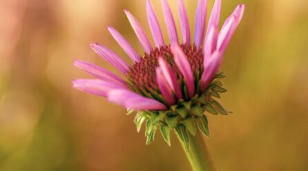 ¿Para qué sirve el echinacea realmente?