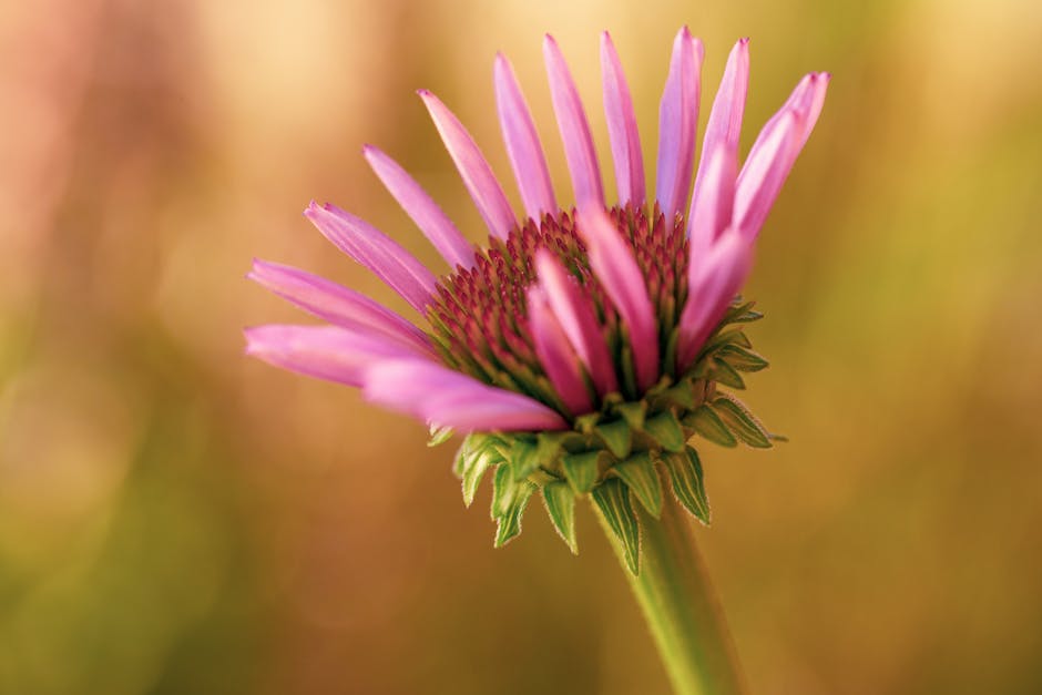 ¿Para qué sirve el echinacea realmente?