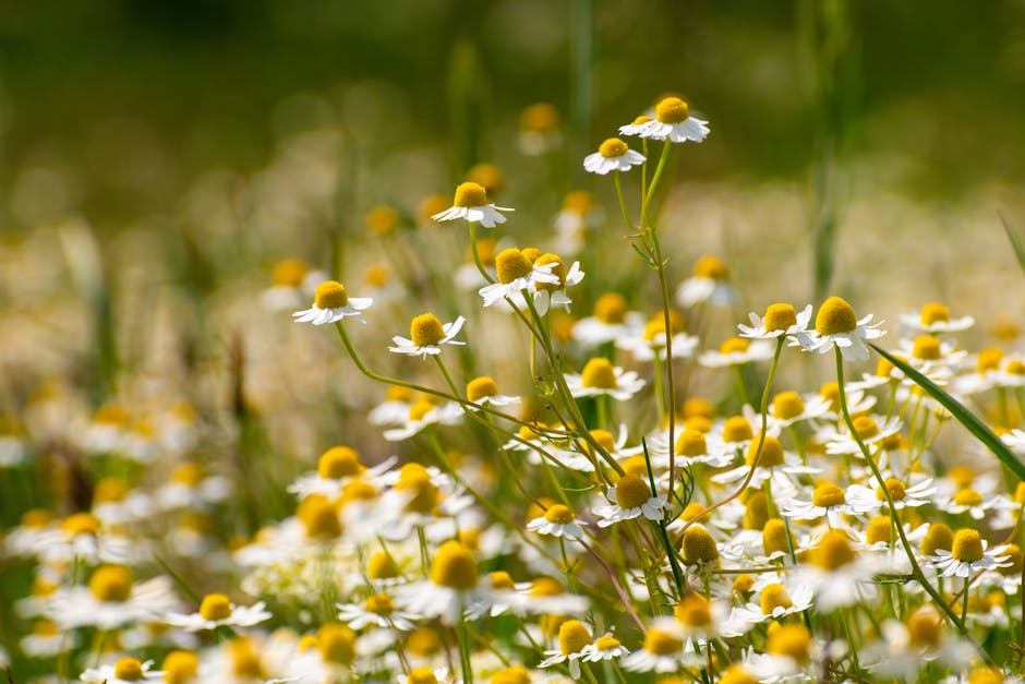 Feverfew herb plant - Péter Kövesi