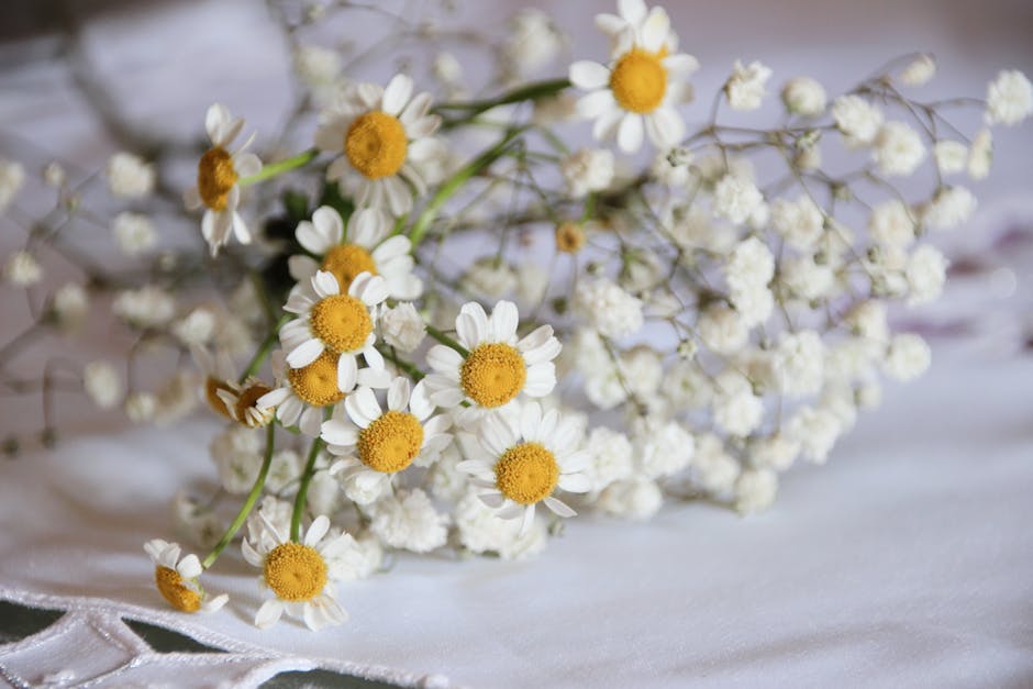 Feverfew herb plant - W Beloved