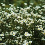 Feverfew herb plant - Keijiro Takahashi